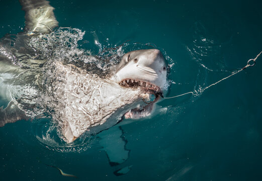 A white shark bites bait on hook exposing teeth