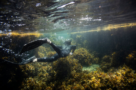 underwater view of diver swimming through shallow kelp bed