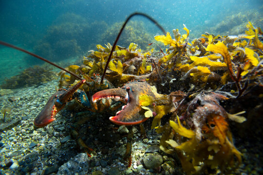 underwater lobster showing claws hiding in kelp on ocean floor