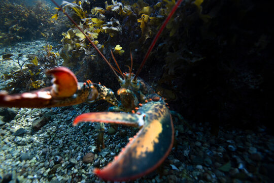underwater lobster showing claws hiding in kelp on ocean floor