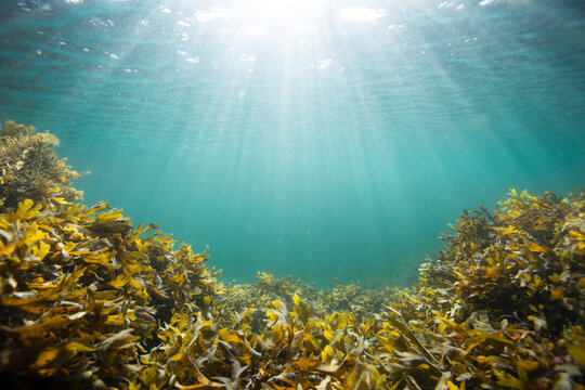 underwater kelp with sun rays penetrating blue ocean water