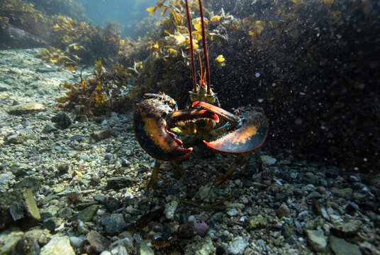 underwater lobster showing claws hiding in kelp on ocean floor