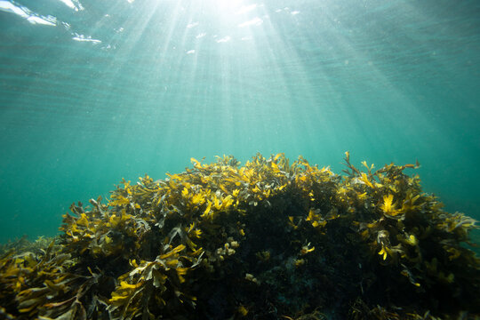 underwater kelp with sun rays penetrating blue ocean water