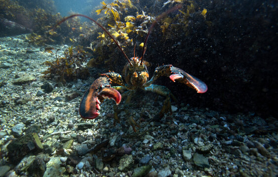 underwater lobster showing claws hiding in kelp on ocean floor