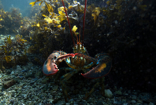 underwater lobster showing claws hiding in kelp on ocean floor