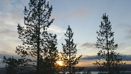 Spruce branches against the backdrop of a picturesque sunset sky with clouds on a sunny autumn evening.