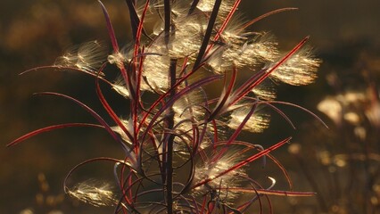 Sunlit fluff of the fireweed plant on a sunny autumn day.