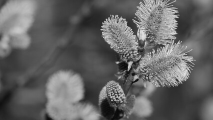 Willow bushes with fluffy cones on a spring day. 

