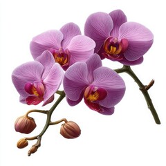 Obraz premium Pink Orchid Flowers and Buds on White Background floral