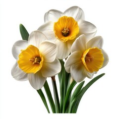 Obraz premium Three White and Yellow Daffodils with Green Stems narcissus