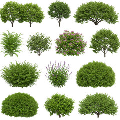 Green bush collection isolated on transparent background