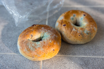 Rotten bagel with mold growth