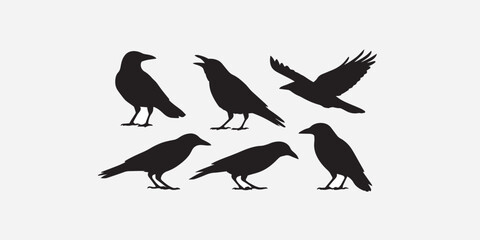 Obraz premium Print Vector, isolated black silhouette bird, crow collection
