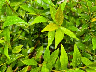 High-resolution macro photo of fresh green leaves dotted with glistening raindrops bathed in soft natural light, capturing leaf texture, moisture detail, and the serene freshness of post-rain foliage.