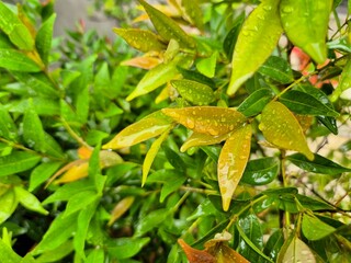 Fototapeta premium High-resolution macro photo of fresh green leaves dotted with glistening raindrops bathed in soft natural light, capturing leaf texture, moisture detail, and the serene freshness of post-rain foliage.