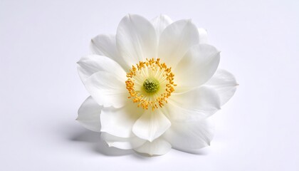 Obraz premium Close-up of a white flower (5)