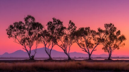 Obraz premium Silhouetted Trees at Colorful Sunset