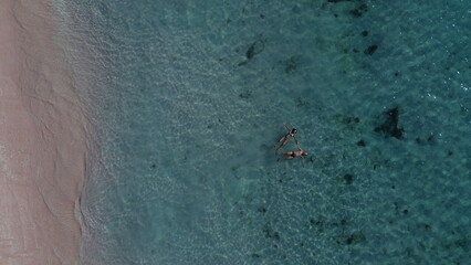 ants on the water