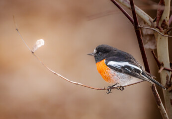 Scarlet Robin