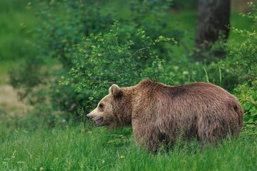 Fototapeta premium A magnificent brown grizzly bear walks through the tall green grass near lush shrubbery in Yellowstone National Park. The Bear is probably looking for his meal for the day