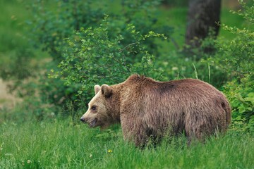 Fototapeta premium A big, brown bear walks in tall green grass by bushes in a forest during the day. The bear is looking to the left, and the grass is as tall as its belly