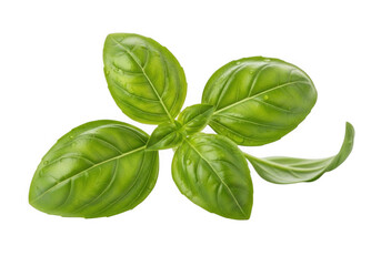 Fresh basil leaf isolated on transparent background