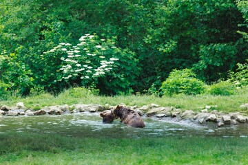 Two brown bears are partially submerged in the pond water of Bern Bear Park. The surrounding area has green grass and trees, creating a natural habitat