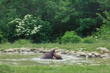 Two brown bears playfully engage in a watery embrace near the edge of lush green woodland. They are surrounded by rocks and a natural pond-like area