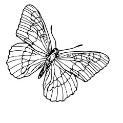 Graceful butterfly with wings, black and white sketch. Vector illustration. Silhouette of a summer insect, isolated on a white background. The theme of insects, spring, romance and love