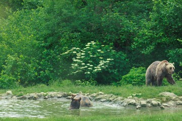 Fototapeta premium Two bears, presumably a mother and cub, are seen at a small pond. One bear is standing on the grassy bank, while the other is submerged, enjoying a swim in the water