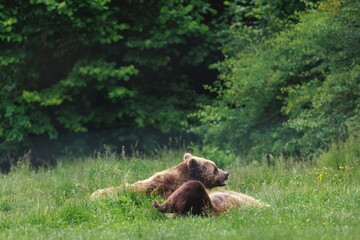 In a meadow near the treeline, a mother Brown Bear rests in the tall grass with her cub nestled against her. A serene and peaceful interaction is taking place in wild nature