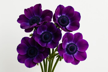 Anemone