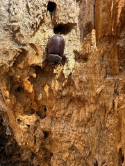 Beetle on Weathered Tree Bark in Sunlight
