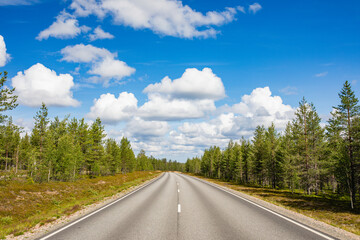 Fototapeta premium road in the forest