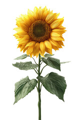 Fototapeta premium Close-up sunflower, vibrant yellow