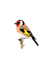 Realistic Illustration of a European Goldfinch Perched on a Branch Isolated on White Background