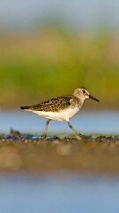 Obraz premium Small shorebird walks along muddy bank, shallow water in background