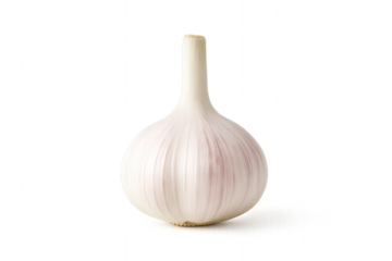 Single Garlic Bulb Isolated on Black