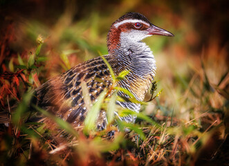 Buff-banded Rail