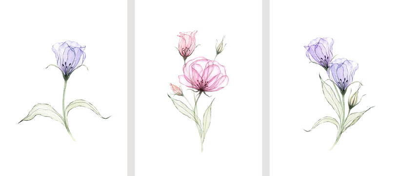 Transparent flowers set isolated on white. Watercolor eustoma hand painted botanical illustration isolated on white. Airy floral clipart. Botanical design for cards, wall art, poster, print