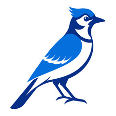 Blue Jay Bird Illustration