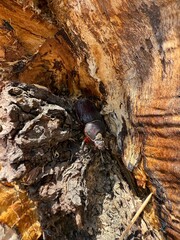 Beetle Resting on Textured Tree Bark in Sunlight

