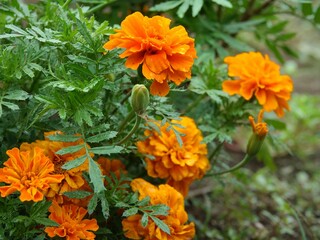 orange marigold flowers