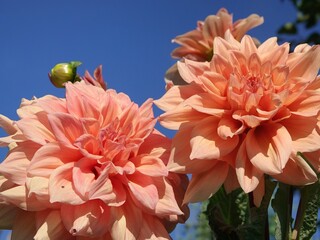 red chrysanthemum flowers