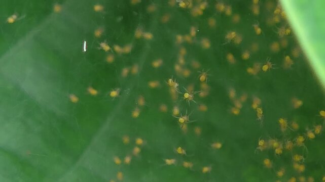 swamp of spiderlings and eggs spiders on the sac nest on a leaf.