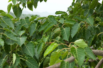 Closeup of tree leaves.