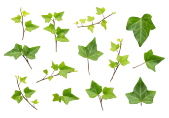 fresh, vibrant green english ivy leaves and branches, individually isolated on a transparent background with generous copy space, sharp focus, ultra realistic studio photography, clean botanical flat