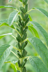 Sesame plants crop in the field