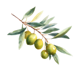 Watercolor olive branch (2)