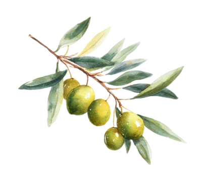 Watercolor olive branch (2)